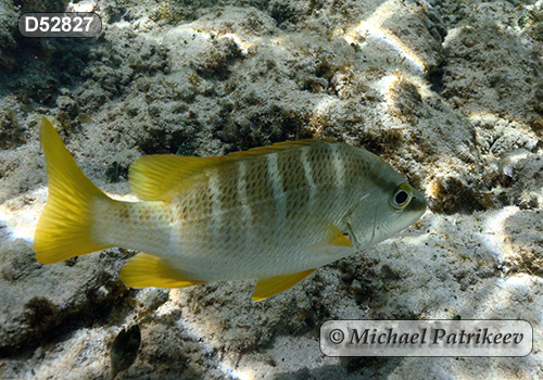 Schoolmaster Snapper (Lutjanus apodus)